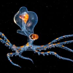 Los biólogos marinos descubrieron al curioso cefalópodo transparente mientras participaban de una expedición de 34 días 
