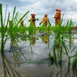 Esta foto muestra a los agricultores trabajando en un campo de arroz en Lhokseumawe, Aceh. | Foto:Azwar Ipank / AFP