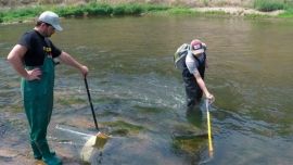 El estudio fue realizado en seis especies de peces.
