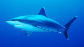 En la Argentina hay 55 especies de tiburones.