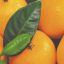 Mandarinas, ricas y protectoras