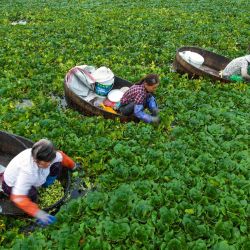 Los agricultores recogen castañas de agua en un estanque en Taizhou, en la provincia oriental china de Jiangsu. | Foto:STR / AFP