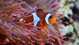 Son capaces de recorrer entre 15 y 40 veces su longitud en un segundo