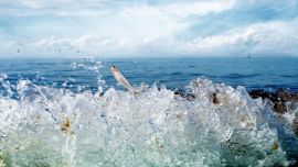 Este particular método es utilizado desde 1956 y es llevado a cabo por la Utah Division of Wildlife Resources.