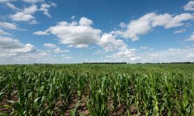 soy stock agriculture dialogo chino