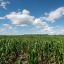 Argentine soybeans flood market just as US harvests bumper crop