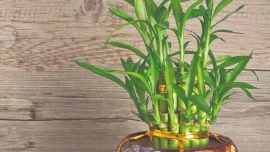 Claves para cuidar el bambú