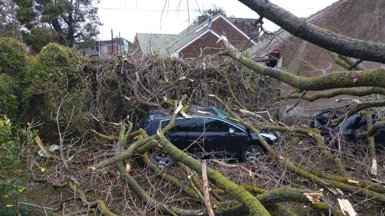 Una postal de los destrozos por el viento en Mar del Plata, con un añoso árbol derribado en Barrio Alfar.