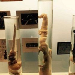 La pieza más visitada es la del pene de un cachacolote gigante que está conservado en formol.
