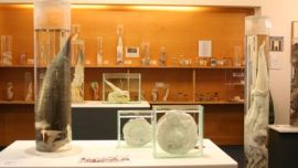 El particular museo cuenta con más de 300 ejemplares de todo tipo, forma y tamaño del miembro viril.