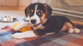 Si sospechamos que nuestro perro se ha tragado un objeto debemos acudir al veterinario a la mayor brevedad posible