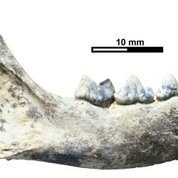 Los restos hallados fueron un fragmento de maxilar derecho y parte de la mandíbula izquierda incompleta, junto con los dientes.