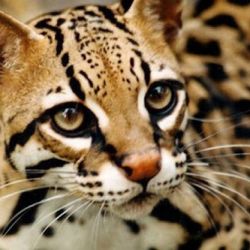 El ocelote es un felino silvestre mediano que habita en gran parte del continente americano.