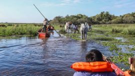 La ruta del Mariscador, en Iberá, incluye la incursión por los canales del Carambola en canoas dirigidas por caballos, comidas típicas y la lectura del cielo nocturno estrellado.