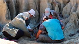 Se trata del único registro de la especie Leopardus pardalis para Argentina durante el Pleistoceno,