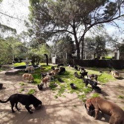 En APRANI conviven 120 animales, entre perros y gatos, rescatados de la calle.