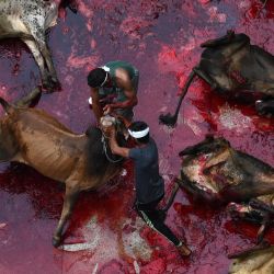 Los devotos musulmanes sacrifican animales durante el Eid al-Adha o el 'Festival del Sacrificio, en Lahore. | Foto:Arif Ali / AFP