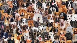 La fecha se celebra desde el año 2004.