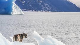 El puma fue avistado por un grupo de turistas.
