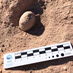 Los huevos de dinosaurios tienen 5 centímetros de punta a punta en forma elíptica, con una cáscara sumamente lisa 