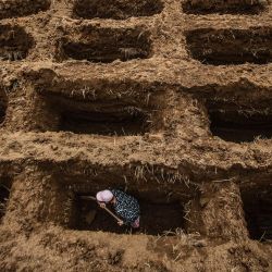 Un trabajador de un cementerio cava los agujeros de las tumbas de las víctimas del coronavirus Covid-19 en el cementerio de Setu Gede en Bogor, Java Occidental. | Foto:Aditya Aji / AFP