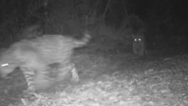 Los cachorros avistados tendrìan unos ocho meses de edad.