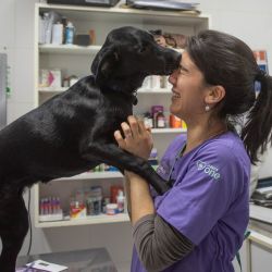 Las consultas dermatológicas son de las más requeridas por los dueños de las mascotas.