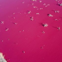Aerial view of a lagoon that turned pink due to a chemical used to help shrimp conservation in fishing factories near Trelew, in the Patagonian province of Chubut, Argentina, on July 23, 2021. 