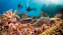 La Barrera de Coral es el mayor arrecife del planeta.