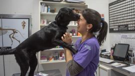 Las consultas dermatológicas son de las más requeridas por los dueños de las mascotas.