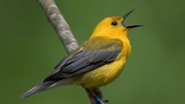 El pasado mes de mayo la enfermedad se detectó por primera vez en Washington DC