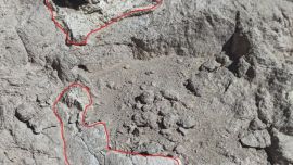 Los restos fósiles fueron hallados por el pastor jujeño Franco Cuevas.