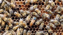 Las abejas en plena producción de miel.