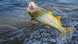 Para desilusión de todos, los dorados no aparecieron.