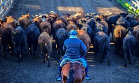 liniers cattle market