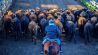 liniers cattle market