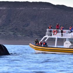 Comenzó la temporada de ballenas en Puerto Madryn, que se extenderá hasta diciembre.