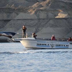 Comenzó la temporada de ballenas en Puerto Madryn, que se extenderá hasta diciembre.