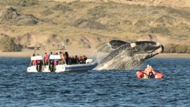 Comenzó la temporada de ballenas en Puerto Madryn, que se extenderá hasta diciembre.