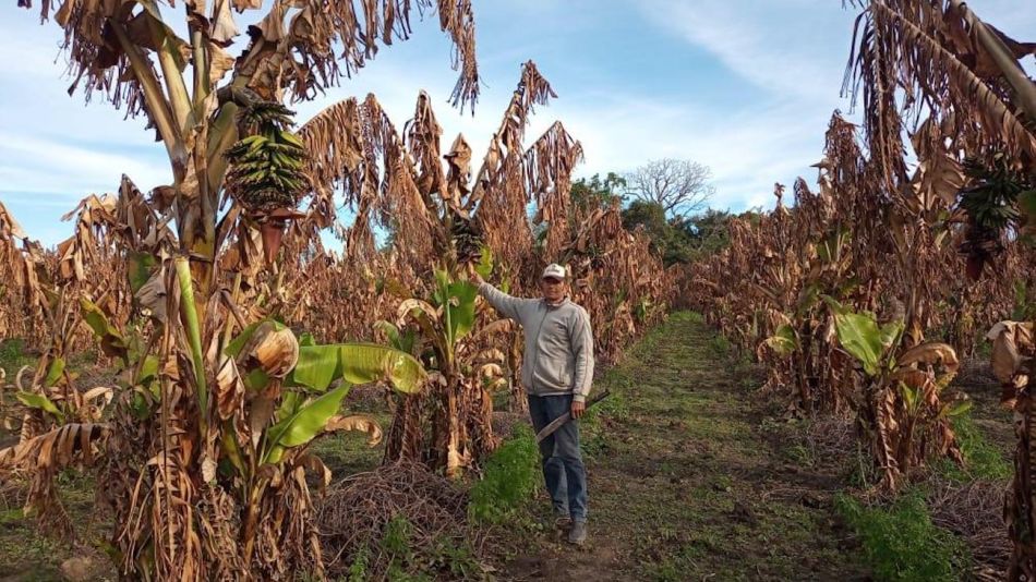 heladas en plantaciones de bananas en Formosa