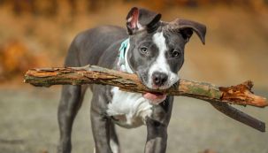 0728_perros