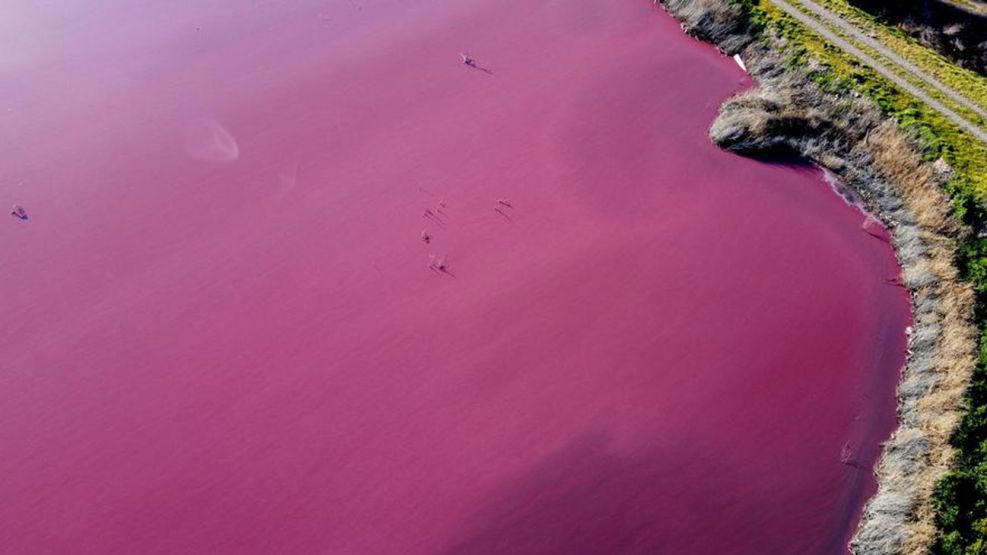 Lago en Argentina se tiñe de rosa por polución de industrias pesqueras 20210728