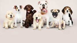 Cada raza de perro tiene sus propias particularidades.