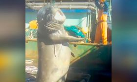 elephant seal boat killed
