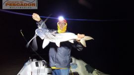 Los patíes también se hicieron presentes durante la jornada.