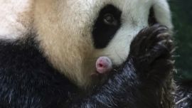 La feliz madre china junto a una de sus pequeñas crìas francesas.