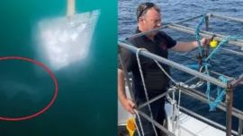 El extraño ejemplar fue avistado en las cercanías de las costas de Irlanda.