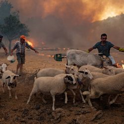 Unos hombres reúnen ovejas para alejarlas de un incendio que avanza en Mugla, distrito de Marmaris, mientras la Unión Europea envía ayuda a Turquía y los voluntarios se unen a los bomberos para luchar contra una semana de violentos incendios que han matado a ocho personas. | Foto:Yasin Akgul / AFP