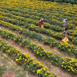 Esta vista aérea muestra a los agricultores recogiendo flores de crisantemo en un campo en las afueras de Bangalore. | Foto: Manjunath Kiran / AFP