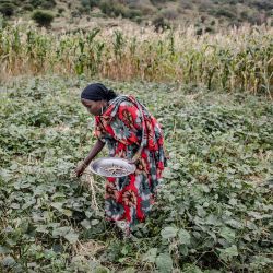 Esta foto muestra a la agricultora Amina Guyo cosechando caupí y hojas de caupí para preparar la comida principal del día en su terreno junto a su casa en el distrito de Uran, Moyale, Kenia. | Foto:Luis Tato / FAO / AFP